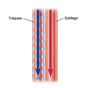 Vista lateral de tráquea y esófago normales.