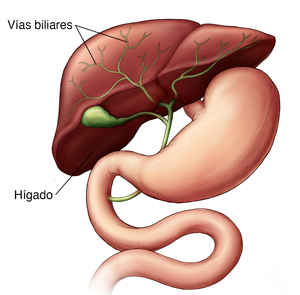 Vista frontal de un hígado en donde se observa el sistema biliar.