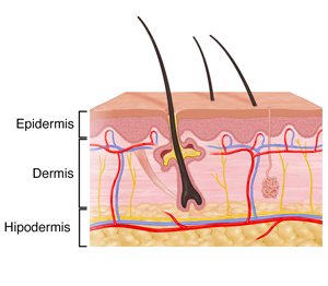 Corte transversal de la piel donde se ven la dermis, la epidermis y la hipodermis.