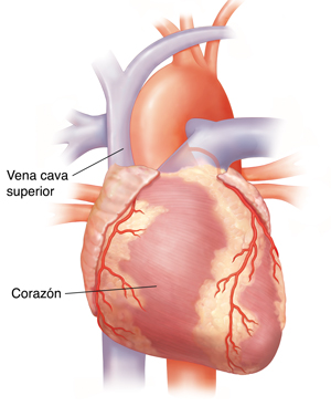 Vista frontal del corazón.